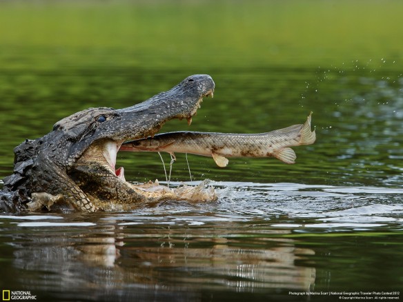 [PRIMITIVE] WORLD FISH MONSTERS - FOTOS PÁG.2 Alligator-vs-flg-nat-geo